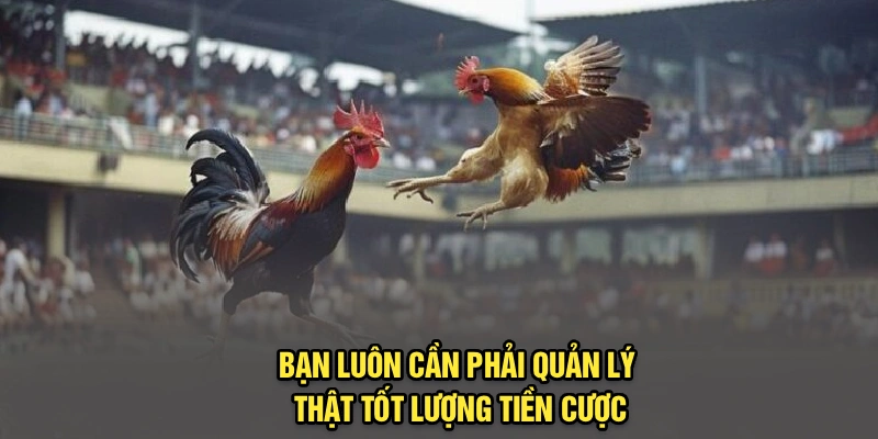 Bạn luôn cần phải quản lý thật tốt lượng tiền cược