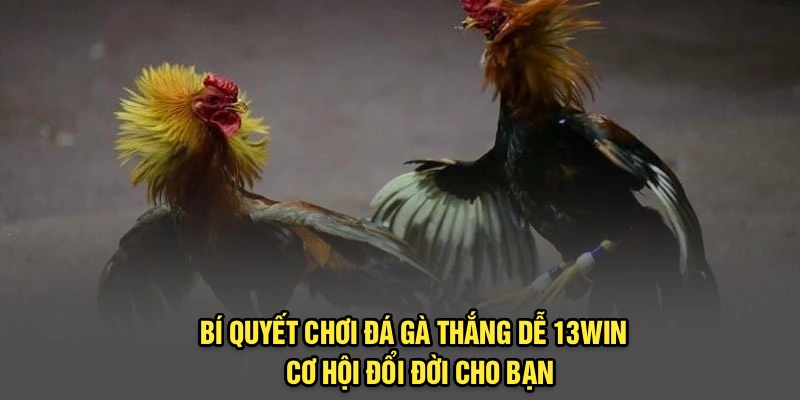 Bí Quyết Chơi Đá Gà Thắng Dễ 13Win | Cơ Hội Đổi Đời Cho Bạn