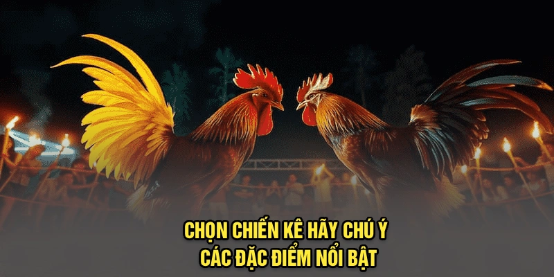 Chọn chiến kê hãy chú ý các đặc điểm nổi bật