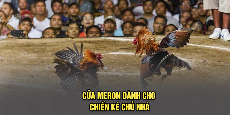 Cửa Meron dành cho chiến kê chủ nhà