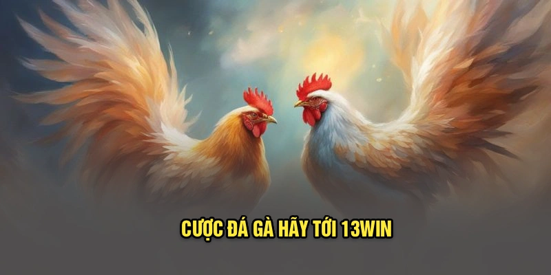 Cược đá gà hãy tới 13Win