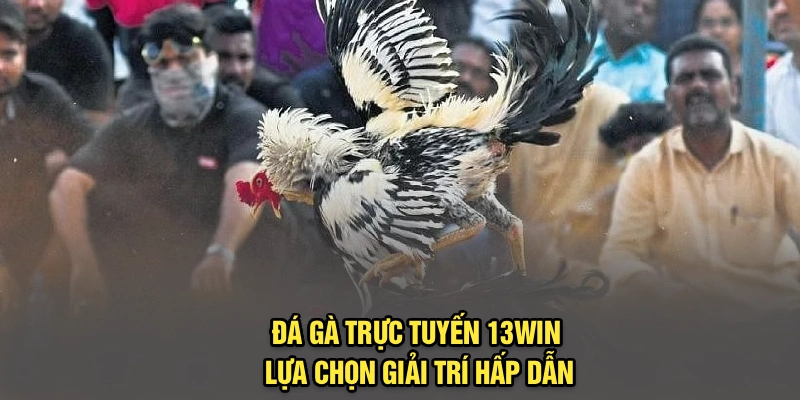 Đá gà trực tuyến 13Win lựa chọn giải trí hấp dẫn