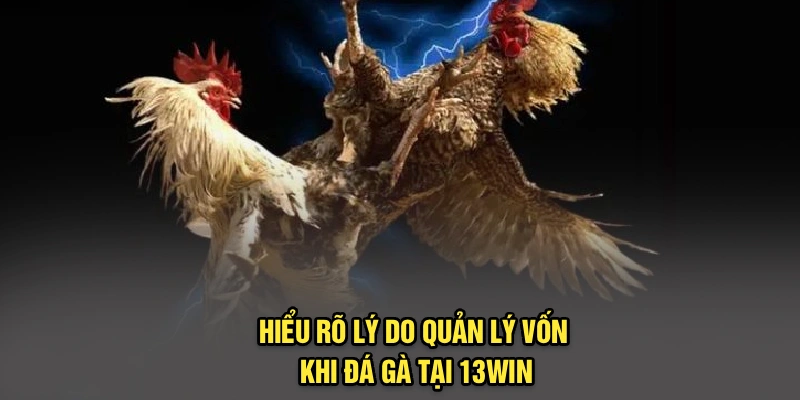 Hiểu rõ lý do quản lý vốn khi đá gà tại 13Win