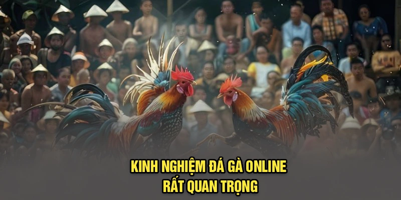 Kinh nghiệm đá gà online rất quan trọng
