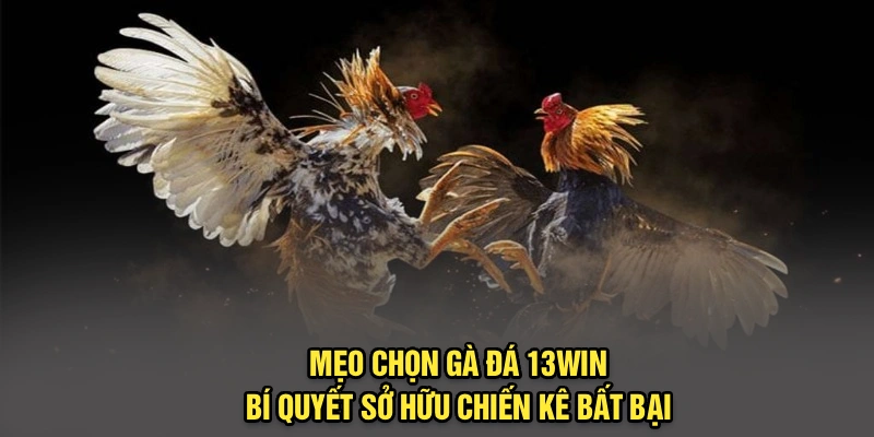 Mẹo Chọn Gà Đá 13Win | Bí Quyết Sở Hữu Chiến Kê Bất Bại