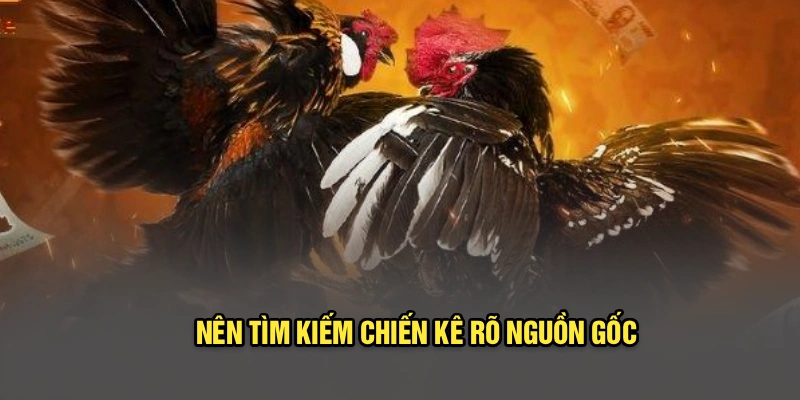 Nên tìm kiếm chiến kê rõ nguồn gốc