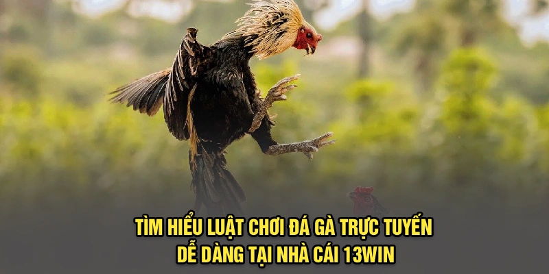 Tìm Hiểu Luật Chơi Đá Gà Trực Tuyến Dễ Dàng Tại Nhà Cái 13Win
